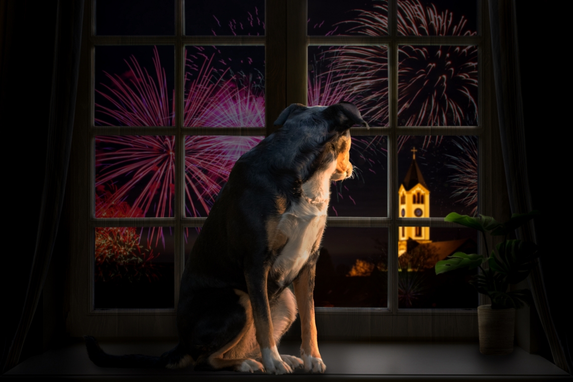 Il Capodanno per il cane e la fonofobia